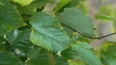 Yağmurlu havada ağaç yapraklarının dikey videosu