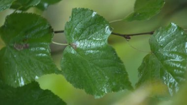 Yağmurlu havada ağaç yapraklarının dikey videosu