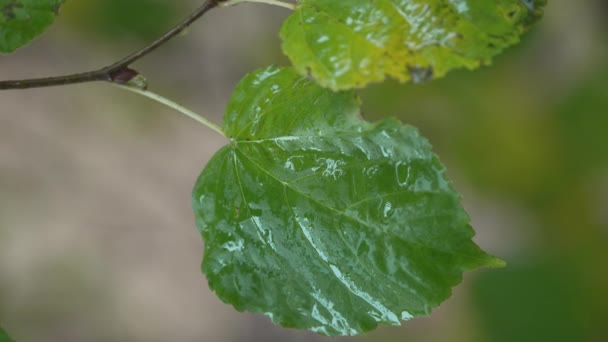 Вертикальное Видео Листьев Деревьев Дождливую Погоду — стоковое видео