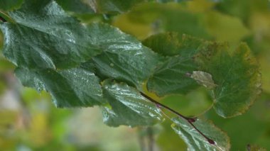 Yağmurlu havada ağaç yapraklarının dikey videosu