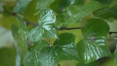 Yağmurlu havada ağaç yapraklarının dikey videosu