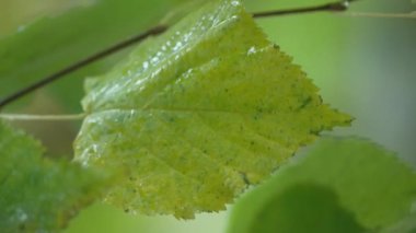 Yağmurlu havada ağaç yapraklarının dikey videosu