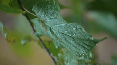 Yağmurlu havada ağaç yapraklarının dikey videosu