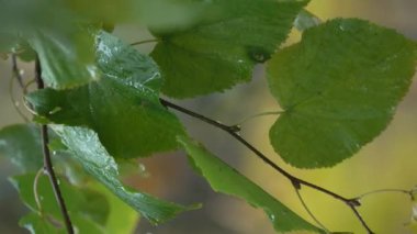 Yağmurlu havada ağaç yapraklarının dikey videosu