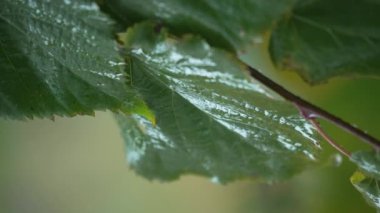 Yağmurlu havada ağaç yapraklarının dikey videosu