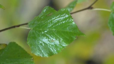 Yağmurlu havada ağaç yapraklarının dikey videosu