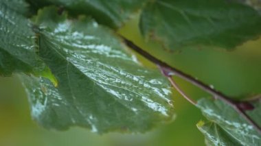 Yağmurlu havada ağaç yapraklarının dikey videosu