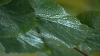 Yağmurlu havada ağaç yapraklarının dikey videosu