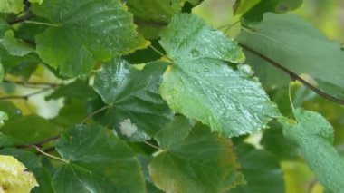 Yağmurlu havada ağaç yapraklarının dikey videosu