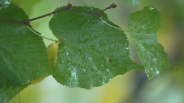 Yağmurlu havada ağaç yapraklarının dikey videosu