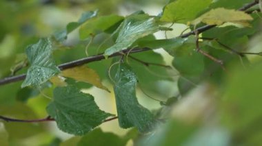 Yağmurlu havada ağaç yapraklarının dikey videosu