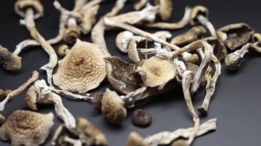 Kurutulmuş psilosibin mantarları Altın Öğretmen, yakın plan.
