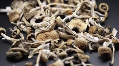 Kurutulmuş psilosibin mantarları Altın Öğretmen, yakın plan.