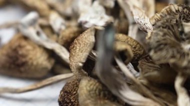 Kurutulmuş psilosibin mantarları Altın Öğretmen, yakın plan.