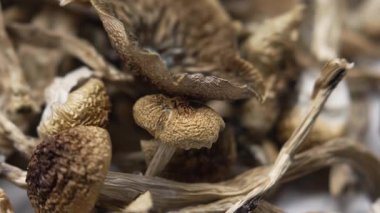 Kurutulmuş psilosibin mantarları Altın Öğretmen, yakın plan.