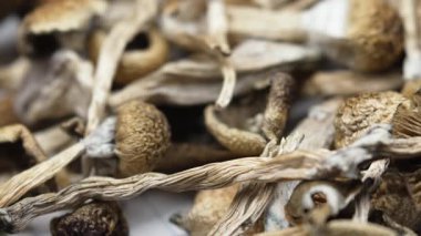 Kurutulmuş psilosibin mantarları Altın Öğretmen, yakın plan.