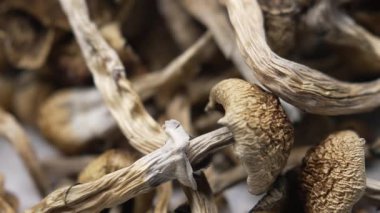 Kurutulmuş psilosibin mantarları Altın Öğretmen, yakın plan.