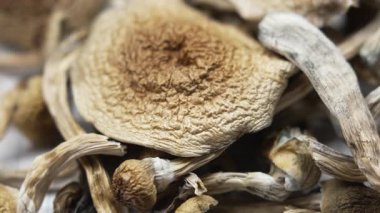 Kurutulmuş psilosibin mantarları Altın Öğretmen, yakın plan.