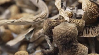 Kurutulmuş psilosibin mantarları Altın Öğretmen, yakın plan.