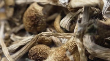 Kurutulmuş psilosibin mantarları Altın Öğretmen, yakın plan.