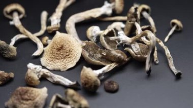 Kurutulmuş psilosibin mantarları Altın Öğretmen, yakın plan.