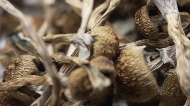 Kurutulmuş psilosibin mantarları Altın Öğretmen, yakın plan.