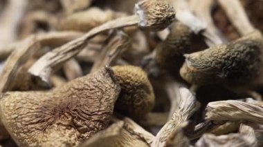 Kurutulmuş psilosibin mantarları Altın Öğretmen, yakın plan.