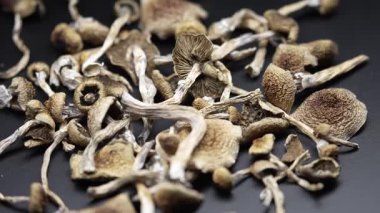 Kurutulmuş psilosibin mantarları Altın Öğretmen, yakın plan.