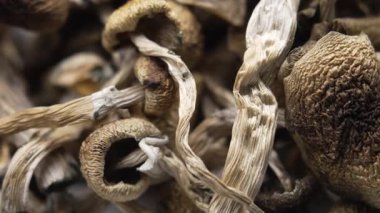 Kurutulmuş psilosibin mantarları Altın Öğretmen, yakın plan.