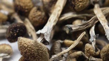 Kurutulmuş psilosibin mantarları Altın Öğretmen, yakın plan.