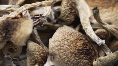 Kurutulmuş psilosibin mantarları Altın Öğretmen, yakın plan.