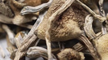 Kurutulmuş psilosibin mantarları Altın Öğretmen, yakın plan.