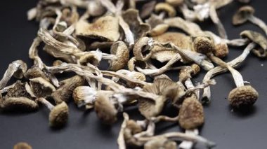 Kurutulmuş psilosibin mantarları Altın Öğretmen, yakın plan.