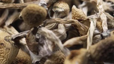 Kurutulmuş psilosibin mantarları Altın Öğretmen, yakın plan.