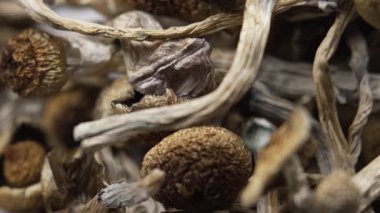 Kurutulmuş psilosibin mantarları Altın Öğretmen, yakın plan.