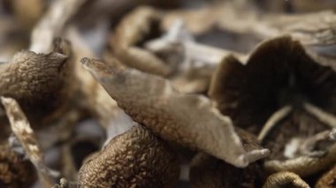 Kurutulmuş psilosibin mantarları Altın Öğretmen, yakın plan.