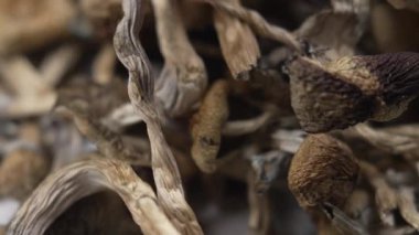 Kurutulmuş psilosibin mantarları Altın Öğretmen, yakın plan.