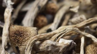 Entheojenler - Psilosibin mantarlarına yakın plan Altın Öğretmen