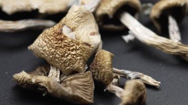 Entheojenler - Psilosibin mantarlarına yakın plan Altın Öğretmen