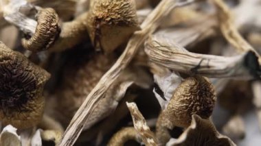 Entheojenler - Psilosibin mantarlarına yakın plan Altın Öğretmen