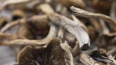 Entheojenler - Psilosibin mantarlarına yakın plan Altın Öğretmen