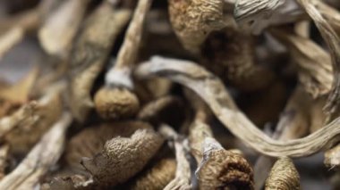 Entheojenler - Psilosibin mantarlarına yakın plan Altın Öğretmen