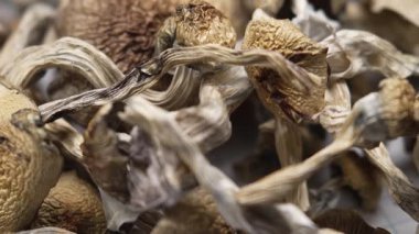 Entheojenler - Psilosibin mantarlarına yakın plan Altın Öğretmen