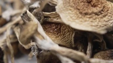 Entheojenler - Psilosibin mantarlarına yakın plan Altın Öğretmen