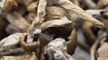 Entheojenler - Psilosibin mantarlarına yakın plan Altın Öğretmen