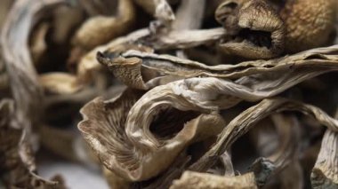 Entheojenler - Psilosibin mantarlarına yakın plan Altın Öğretmen