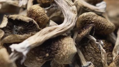 Entheojenler - Psilosibin mantarlarına yakın plan Altın Öğretmen