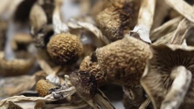 Entheojenler - Psilosibin mantarlarına yakın plan Altın Öğretmen