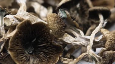 Entheojenler - Psilosibin mantarlarına yakın plan Altın Öğretmen