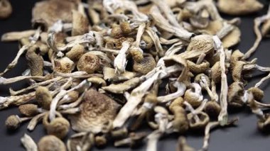 Entheojenler - Psilosibin mantarlarına yakın plan Altın Öğretmen